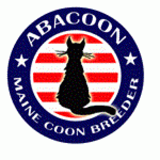 Chatterie Maine Coon Abacoon