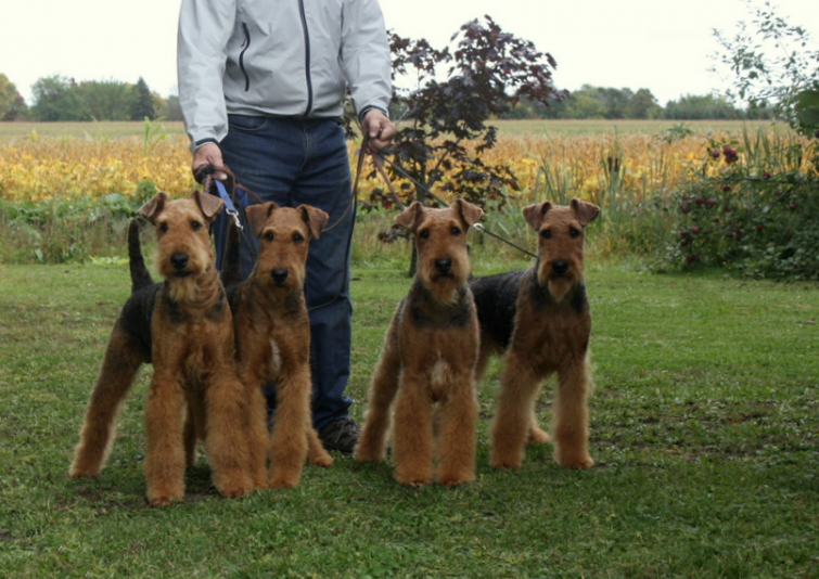 Airedale La Margeline Breeder