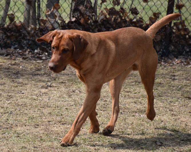 Elevage du Poil au Vent  (Labrador Retriever)