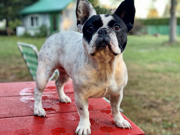 L’Escouade Rocco Frenchie Bulldog Breeder