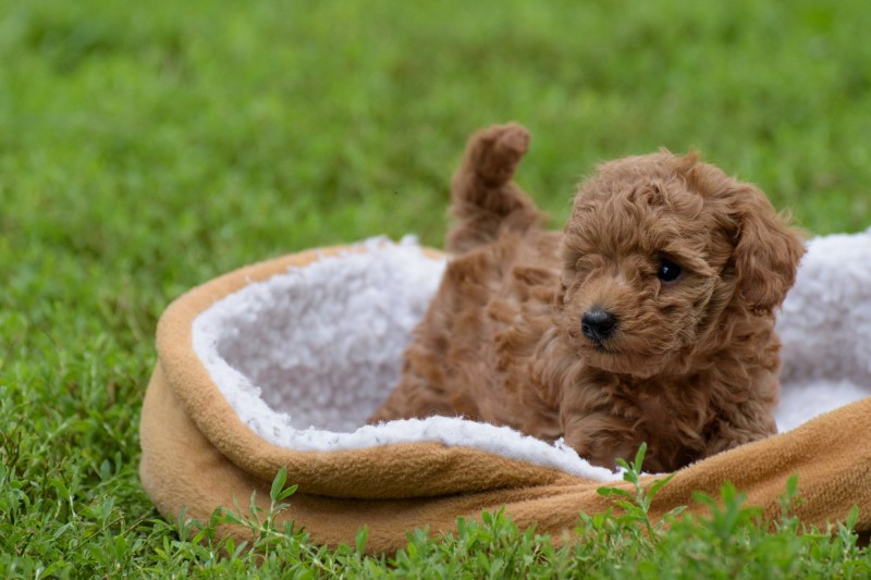 Vallée de la Toison d'Or - Toy Poodle Breeder