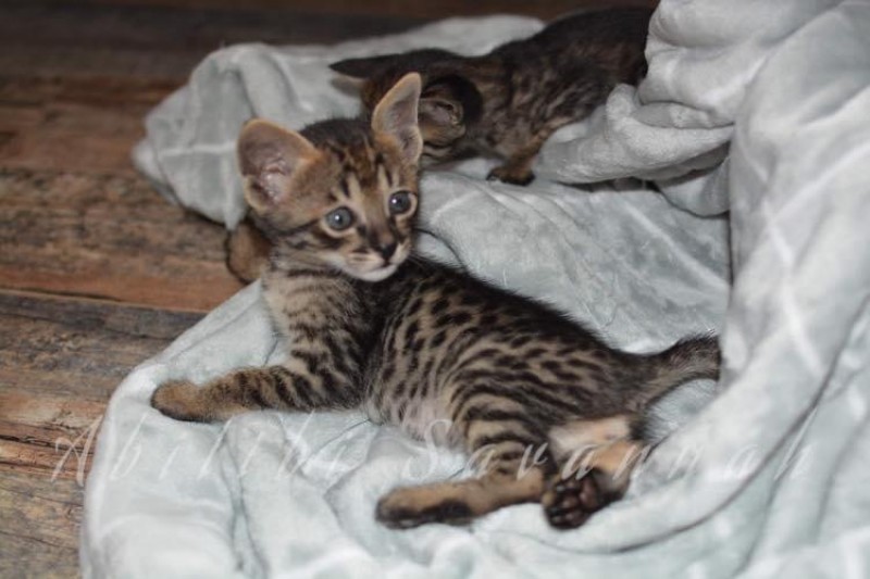 Abitibi Savannah Cattery