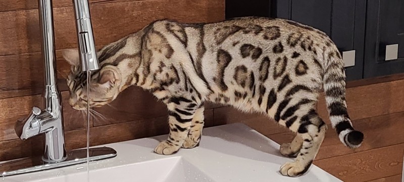 Bengalestrie Cattery