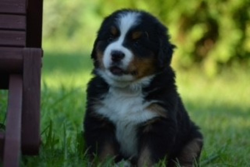 Stardust bouvier bernois - Bernese Mountain Dog Breeder