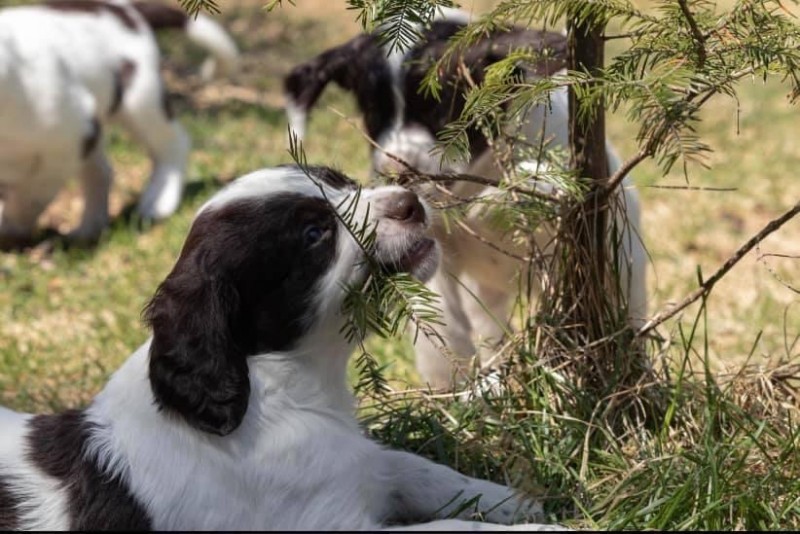 Élevage des Hunters de l’Est Breeder