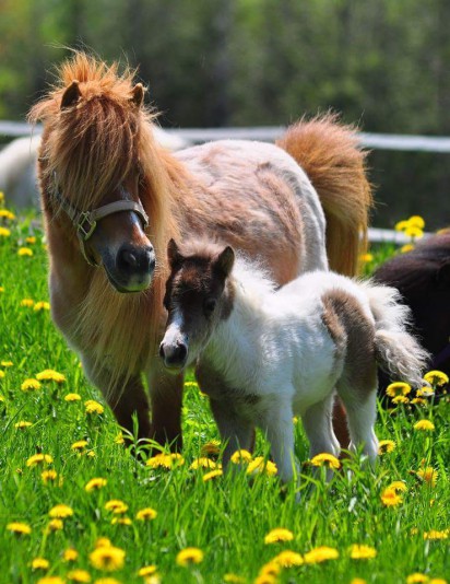 Les Minis chevaux du Roy Stable