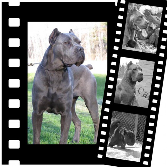 La Perla Del Cane Corso Breeder