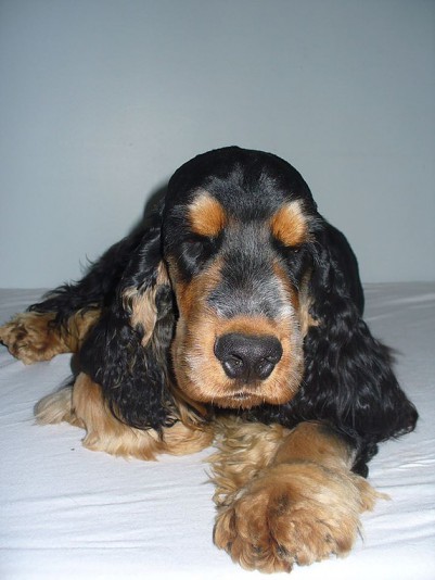 Duthier English Cocker Spaniel Breeder