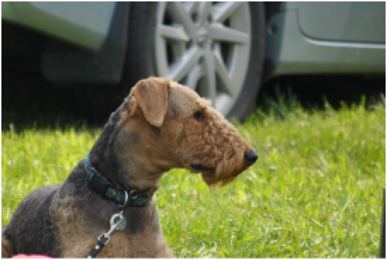 Zenith Airedale Breeder