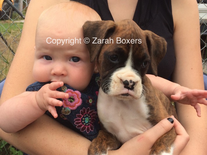 Zarah Boxers Breeder