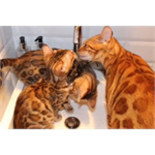 Chatterie Kinkin Bengals