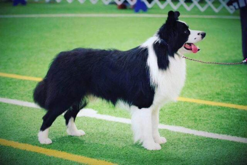 Springdream - Border Collie Breeder