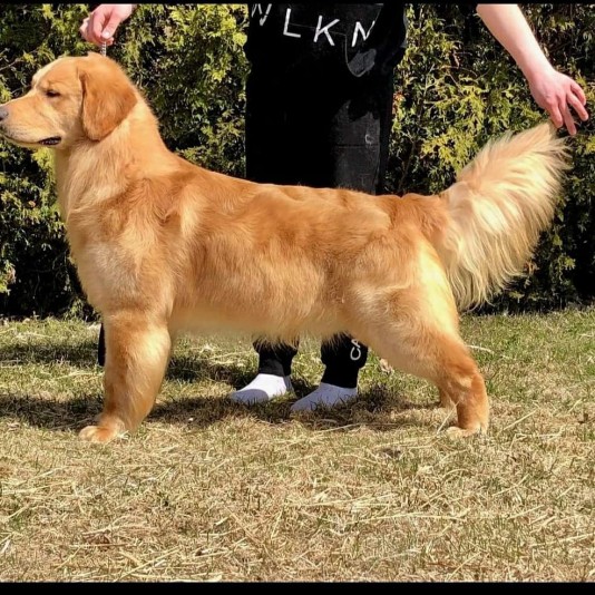 Springdream - Golden Retriever Breeder