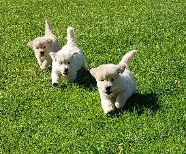 Springdream - Golden Retriever Breeder