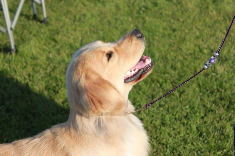 Springdream - Golden Retriever Breeder