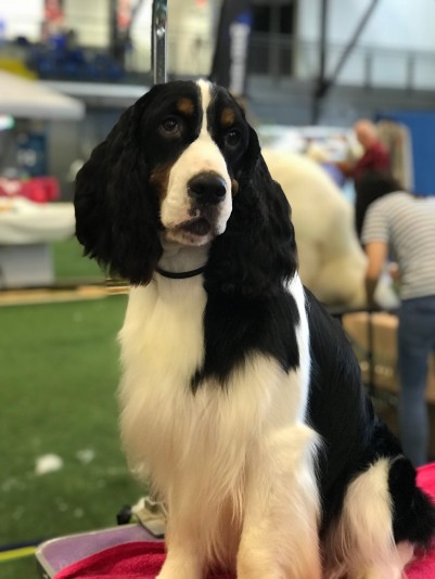 Springdream - English Springer Spaniel Breeder