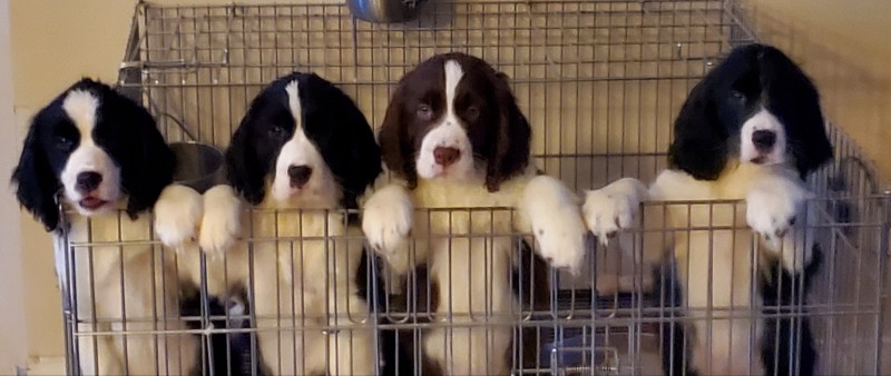 Springdream - English Springer Spaniel Breeder