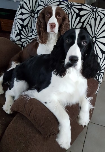 Springdream - English Springer Spaniel Breeder