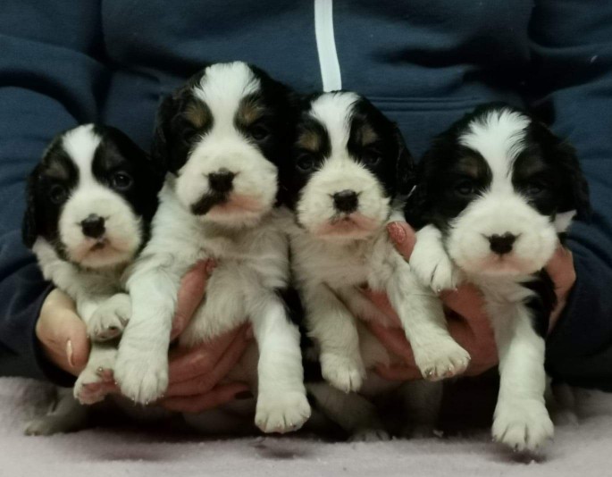 Springdream - English Springer Spaniel Breeder