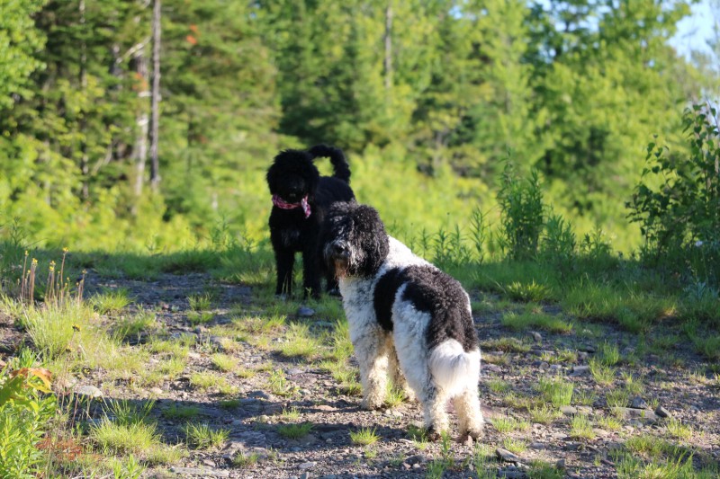 Barbet Douxbarbu Breeder