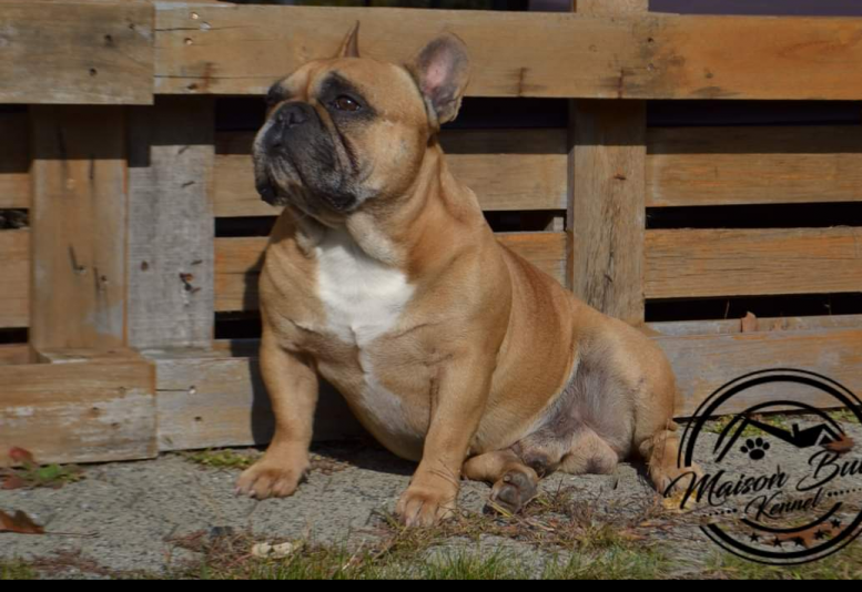 Maison Bulls - French Bulldog Breeder