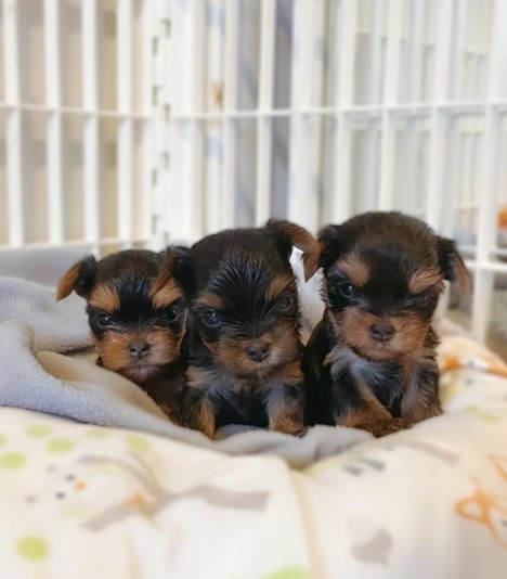 LivingDoll Yorkies breeder