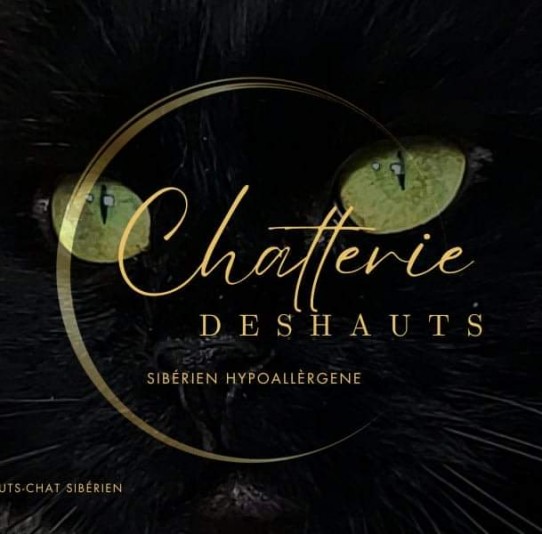 Cattery DesHauts-Chat Sibérien