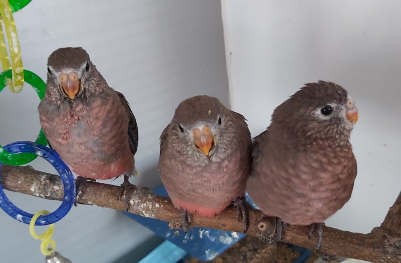 Perruche de bourke les petits duvet