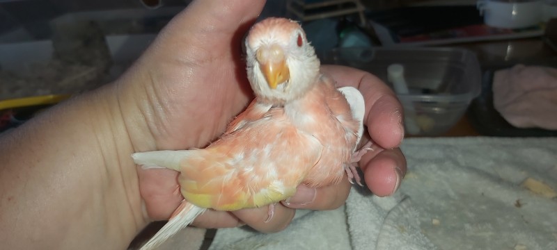 Perruche de bourke les petits duvet ( Bourke's parakeet )