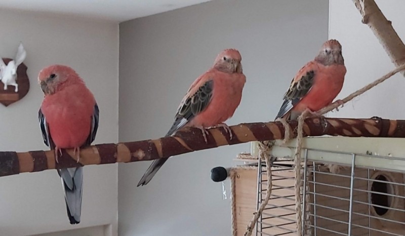 Perruche de bourke les petits duvet ( Bourke's parakeet )