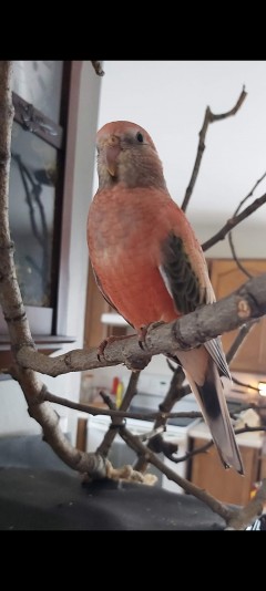 Perruche de bourke les petits duvet ( Bourke's parakeet )