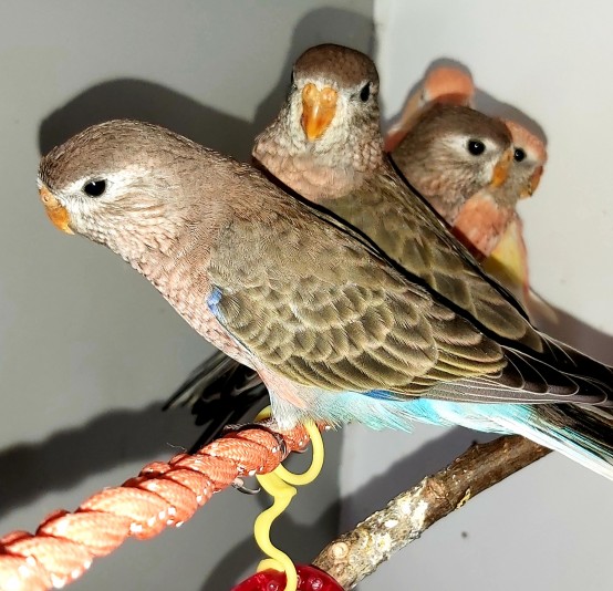 Perruche de bourke les petits duvet ( Bourke's parakeet )