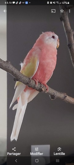 Perruche de bourke les petits duvet ( Bourke's parakeet )