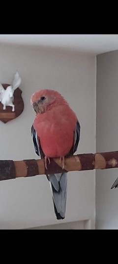 Perruche de bourke les petits duvet ( Bourke's parakeet )