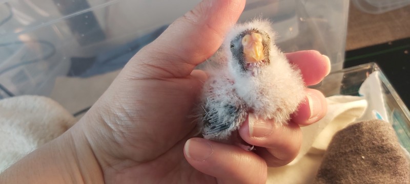 Perruche de bourke les petits duvet ( Bourke's parakeet )