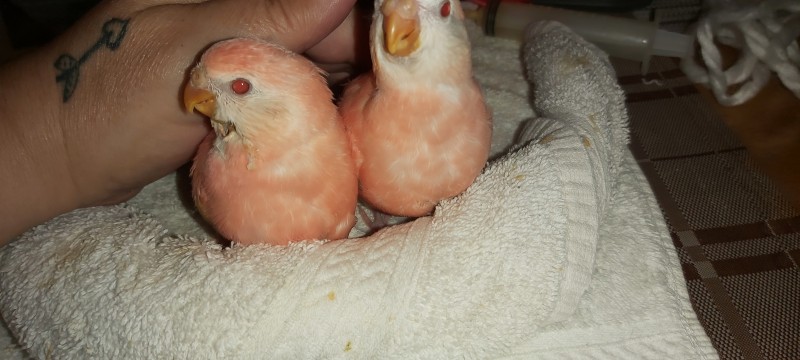 Perruche de bourke les petits duvet ( Bourke's parakeet )