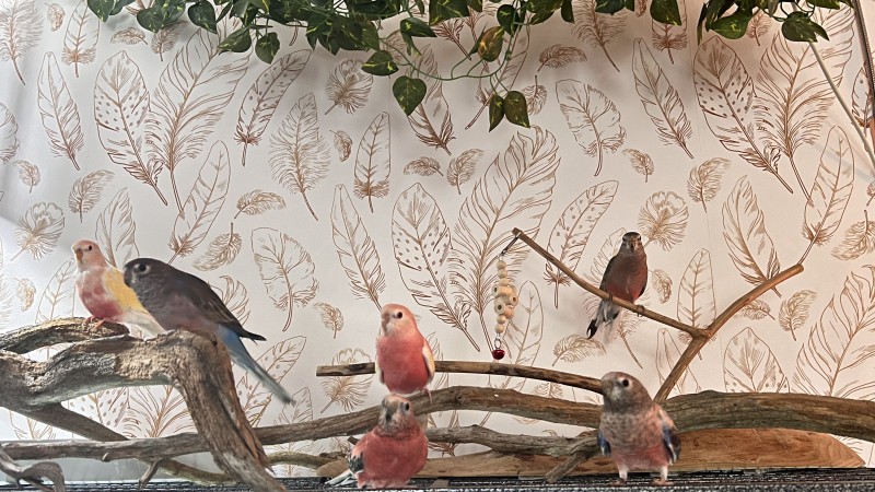 Passion Bourkes (Budgerigar)