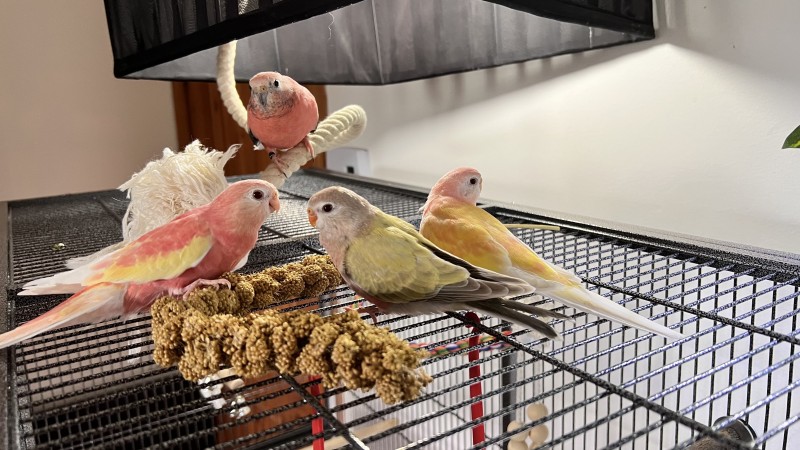 Passion Bourkes (Budgerigar)
