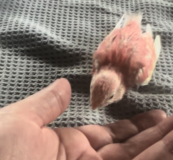 Passion Bourkes (Perruches)