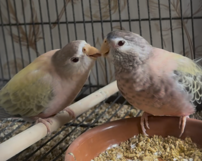 Passion Bourkes (Perruches)