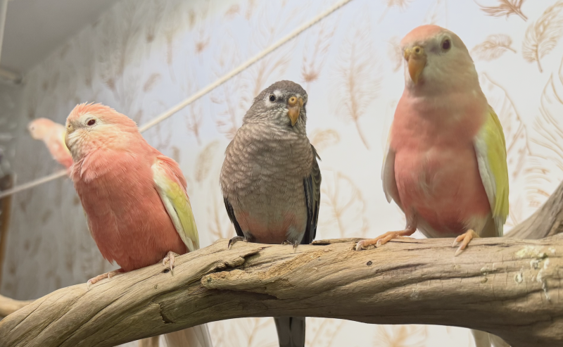 Passion Bourkes (Perruches)