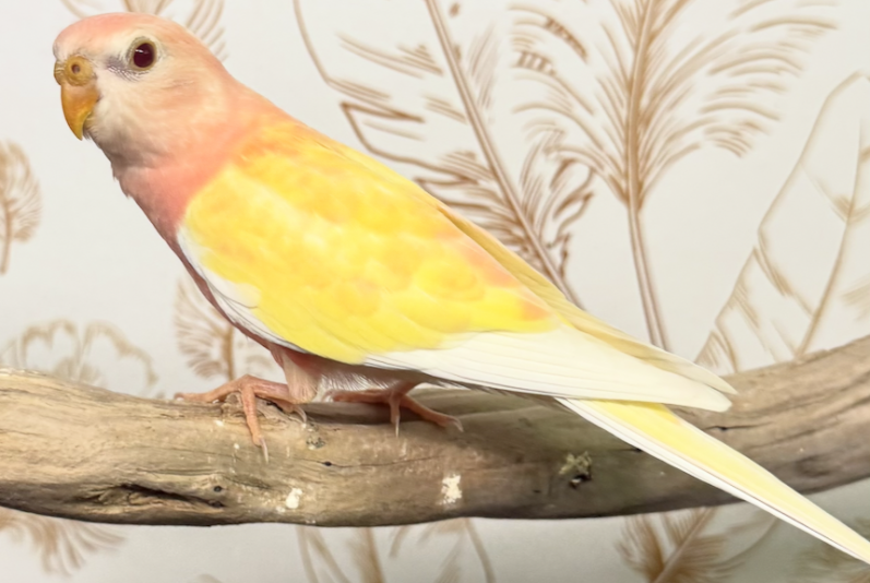 Passion Bourkes (Perruches)