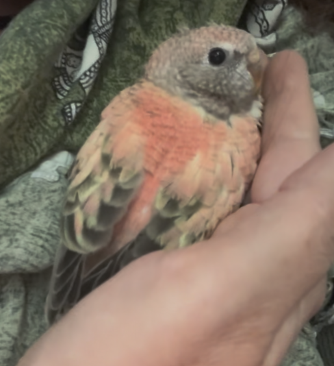 Passion Bourkes (Perruches)