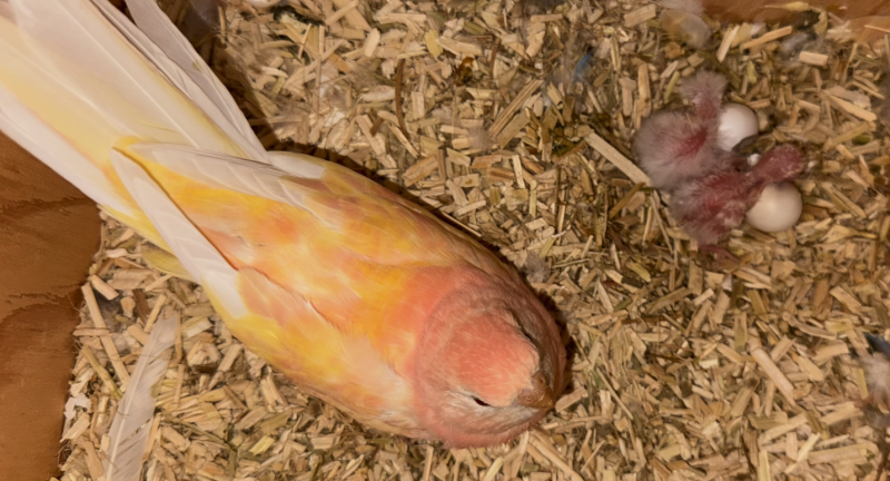 Passion Bourkes (Budgerigar)