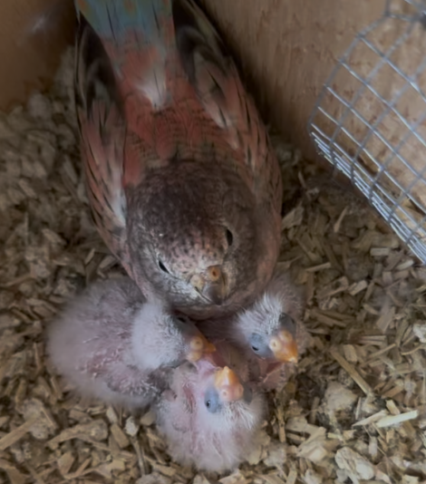 Passion Bourkes (Budgerigar)
