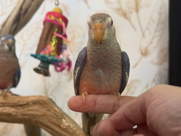 Passion Bourkes (Budgerigar)