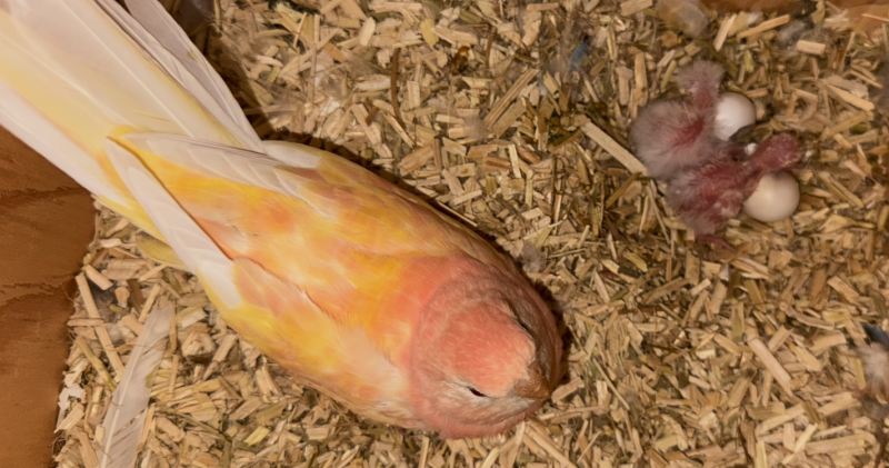 Passion Bourkes (Perruches)