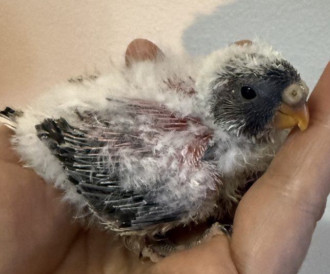 Passion Bourkes (Perruches)