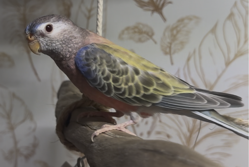 Passion Bourkes (Budgerigar)