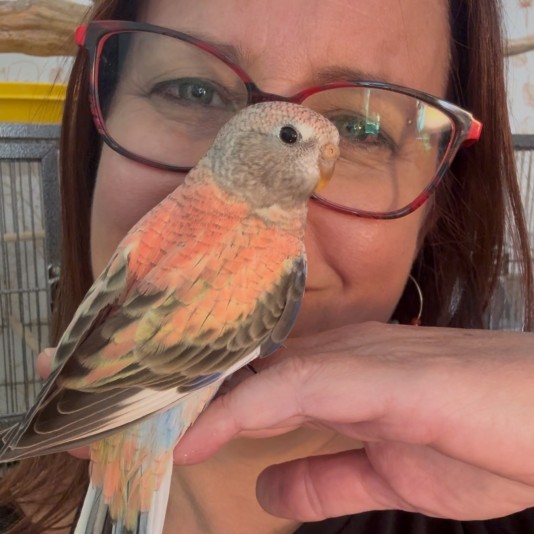 Passion Bourkes (Parakeet)